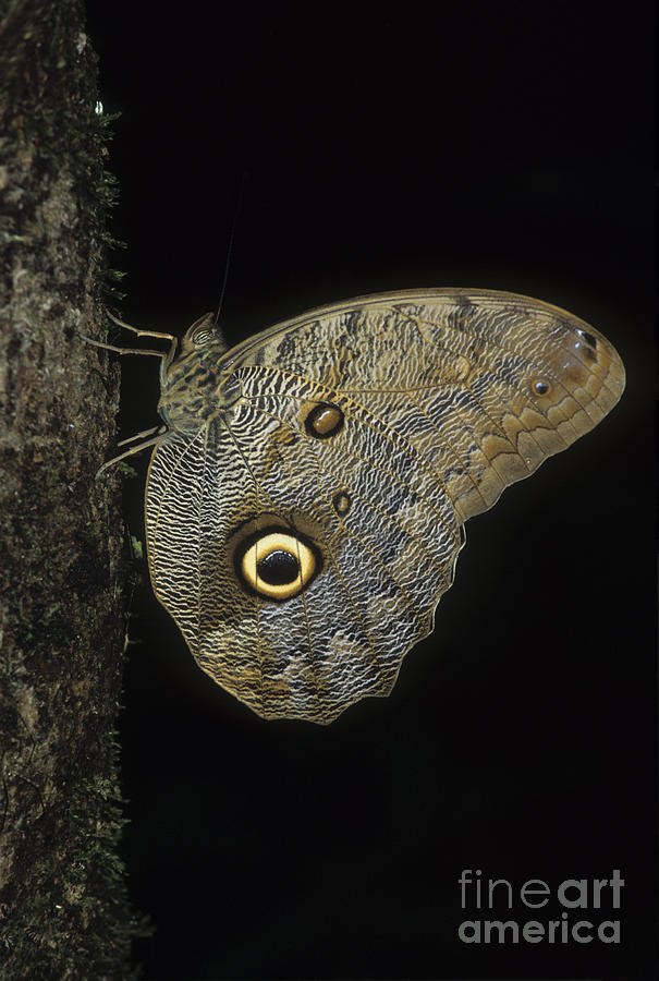 Owl butterfly Photograph by James Brunker