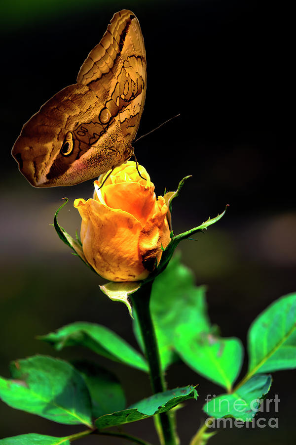 Owl Butterfly On A Colorful Rosebud Photograph by Al Bourassa