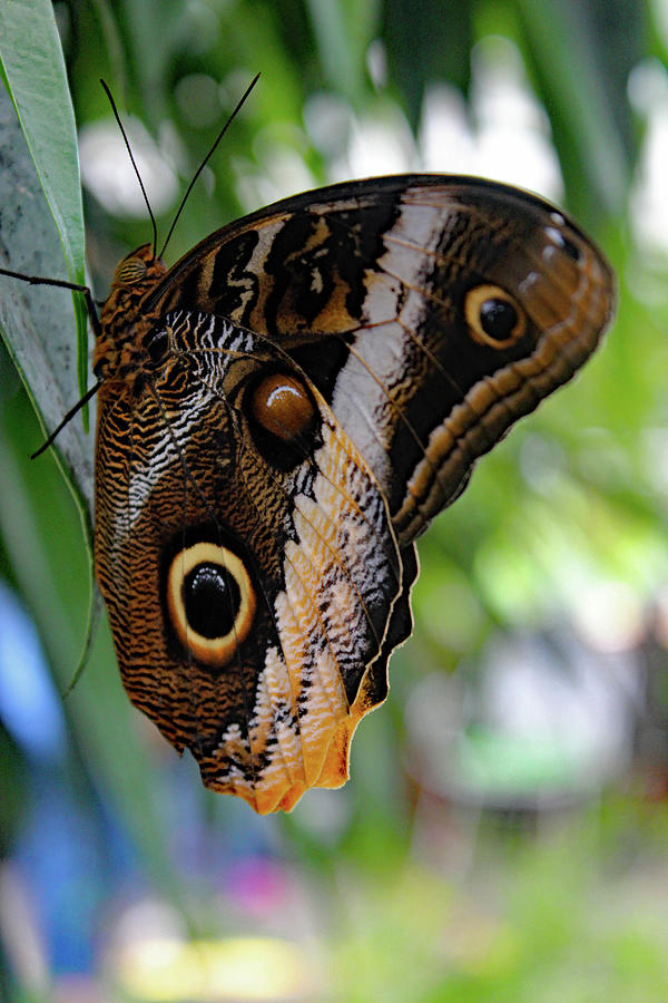 Owl Butterfly6063 Photograph by Carolyn Stagger Cokley