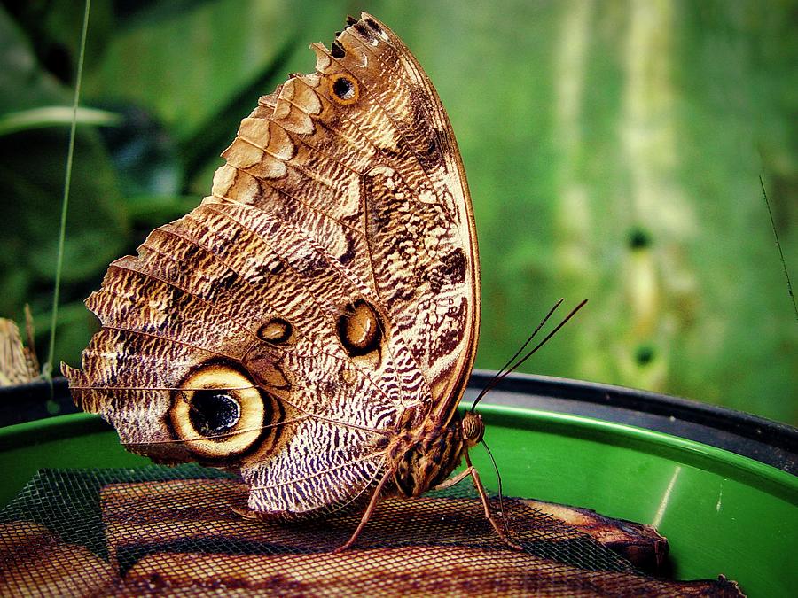 Owl Caligo Butterfly Photograph by Robert Knight