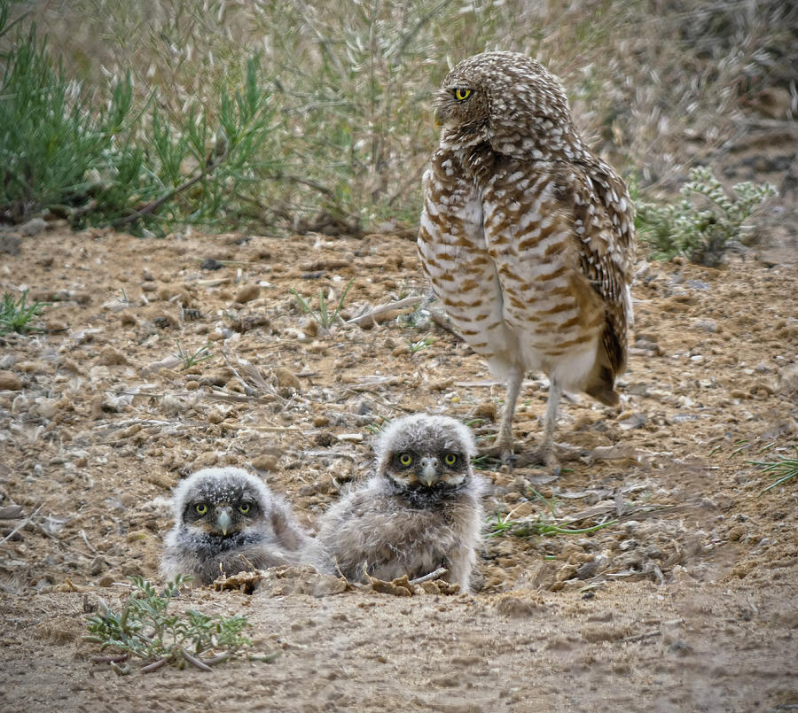 Owl Chicks Photograph by Bob Geary