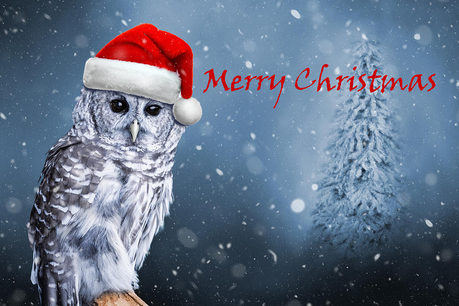 Owl Christmas Mixed Media by Ed Taylor