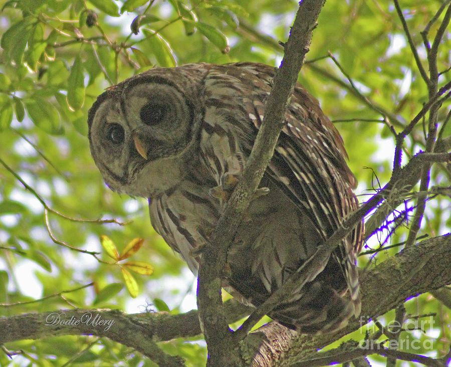 Barred Owl #2 Photograph by Dodie Ulery