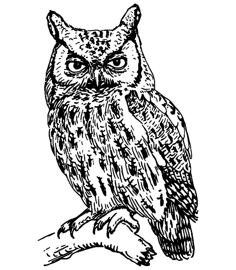 Owl outline vector illustration. Coloring book for children. Cartoon bird  black and white drawing. 14487721 Vector Art at Vecteezy