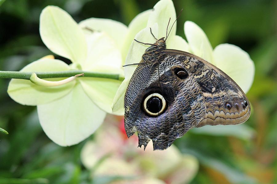 Owl Eye Butterfly On Orchids Photograph