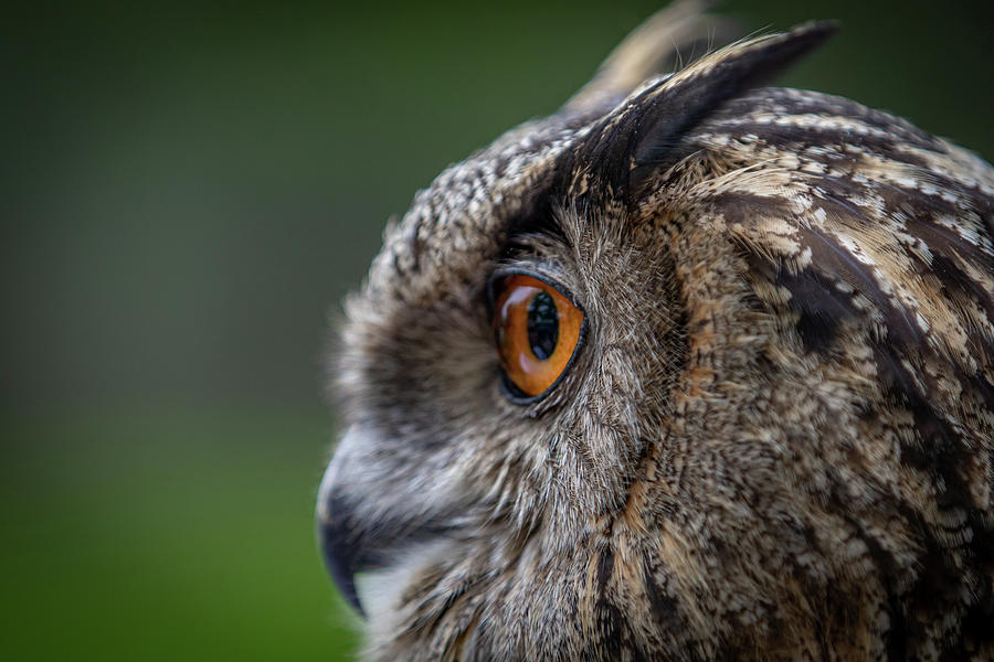 Owl Eye Photograph by Erin O'Keefe - Fine Art America