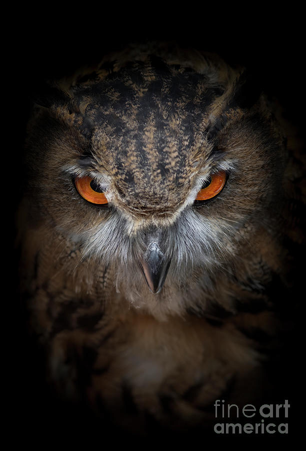 Owl eyes Photograph by Darya Zelentsova