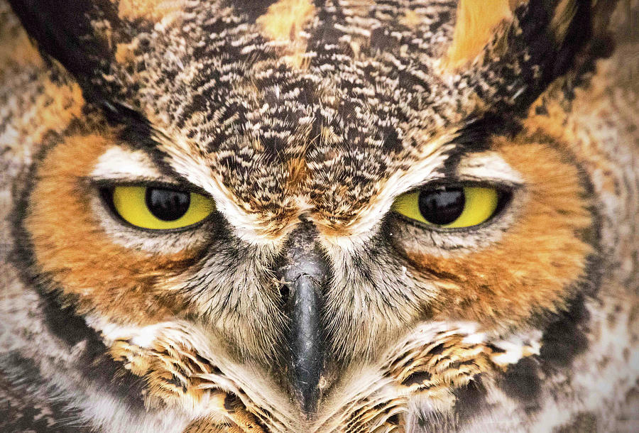 Owl Eyes Photograph by Ira Marcus