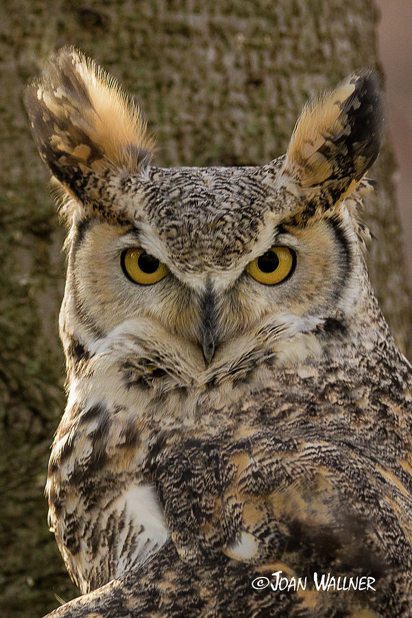 Owl Eyes Photograph by Joan Wallner