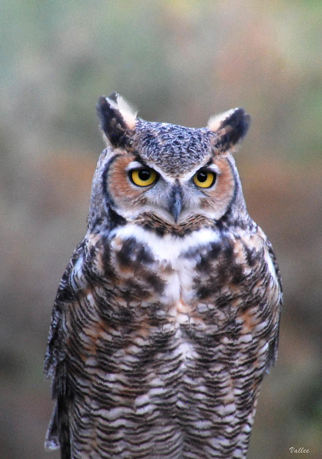 Owl Eyes Photograph by Vallee Johnson