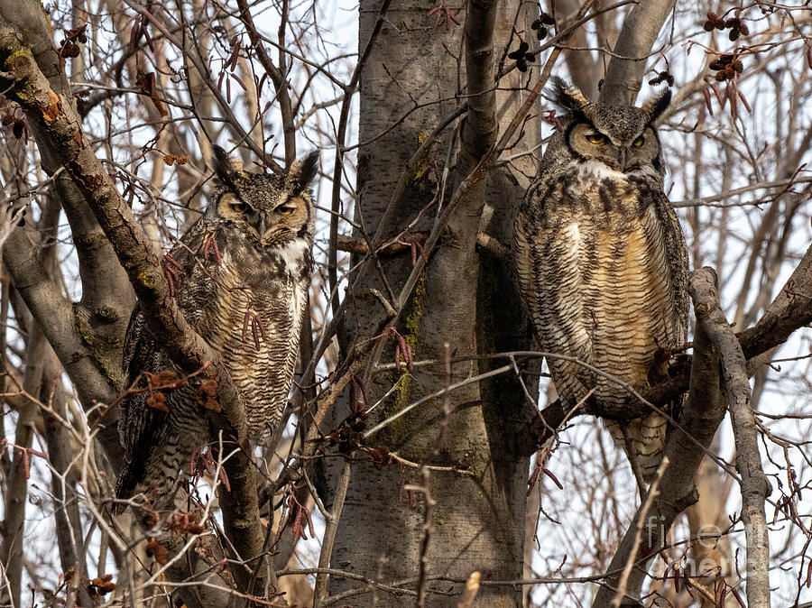 Owl Family Stare Photograph by Michael Dawson