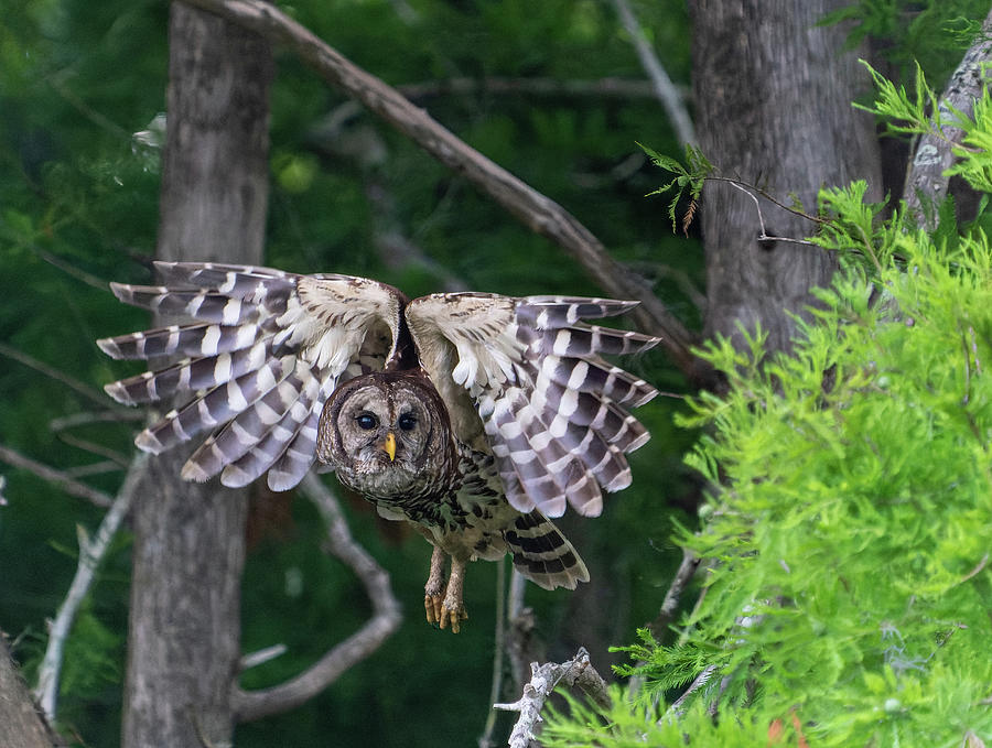 Liftoff - Barred Owl Photograph by Todd Tucker