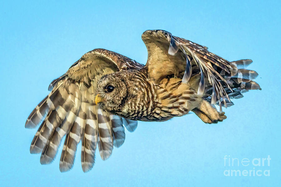 Owl Fly By Photograph by Tom Claud