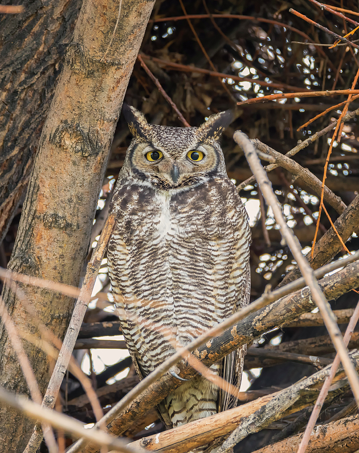 Owl Fortress Photograph by Loree Johnson