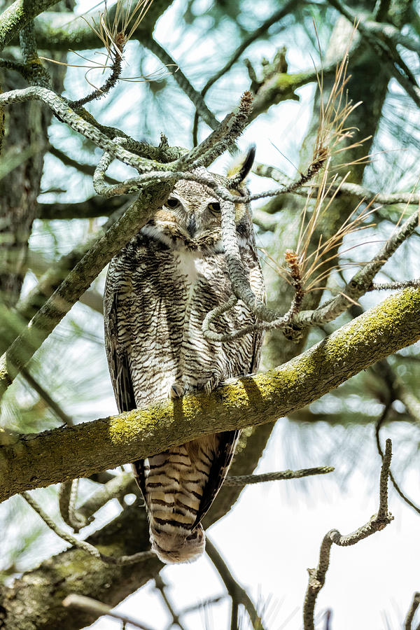 Owl Hanging Out at the Headquarters Photograph by Belinda Greb