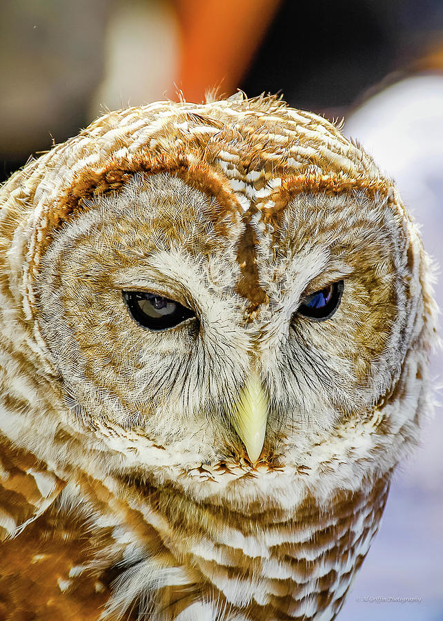 Owl I Photograph by Al Griffin