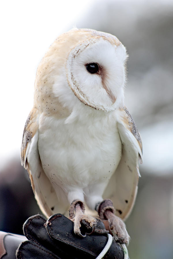 Owl! Photograph by Iñaki Respaldiza