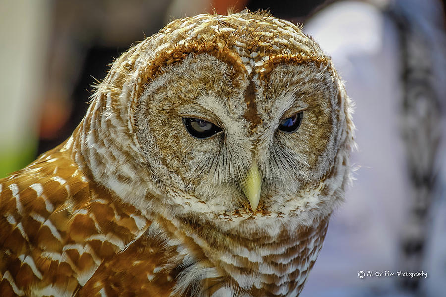 Owl II Photograph by Al Griffin
