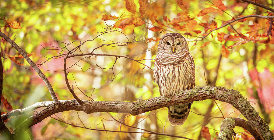 Owl In Fall Photograph by Jordan Hill