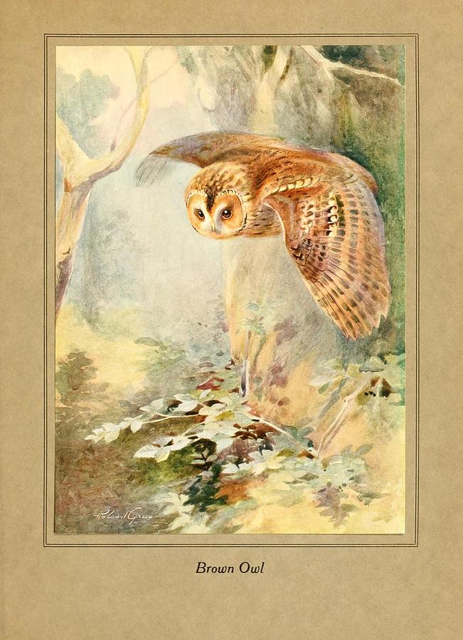Owl In Flight Painting by World Art Collective
