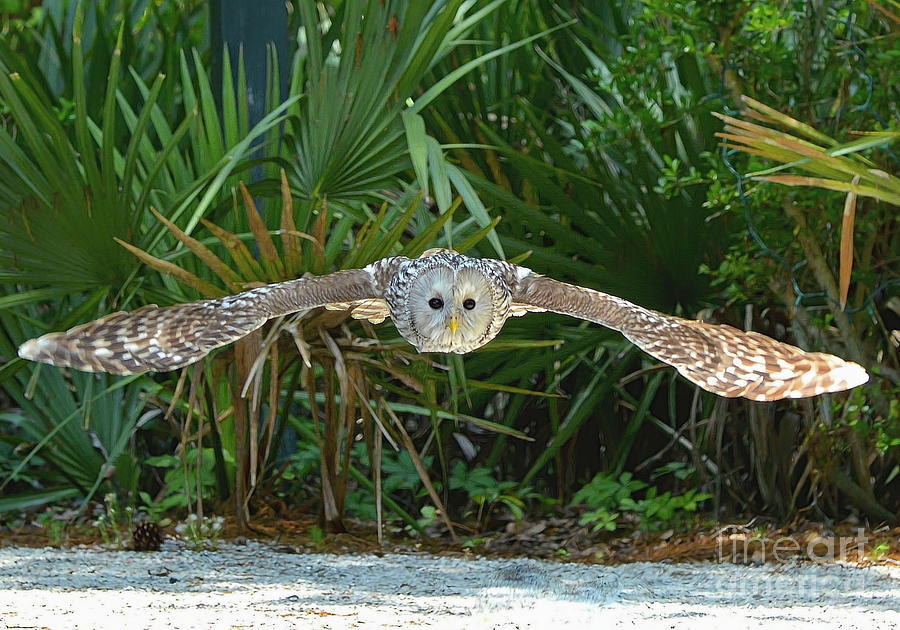 Owl In Flight Photograph by Kathy Baccari