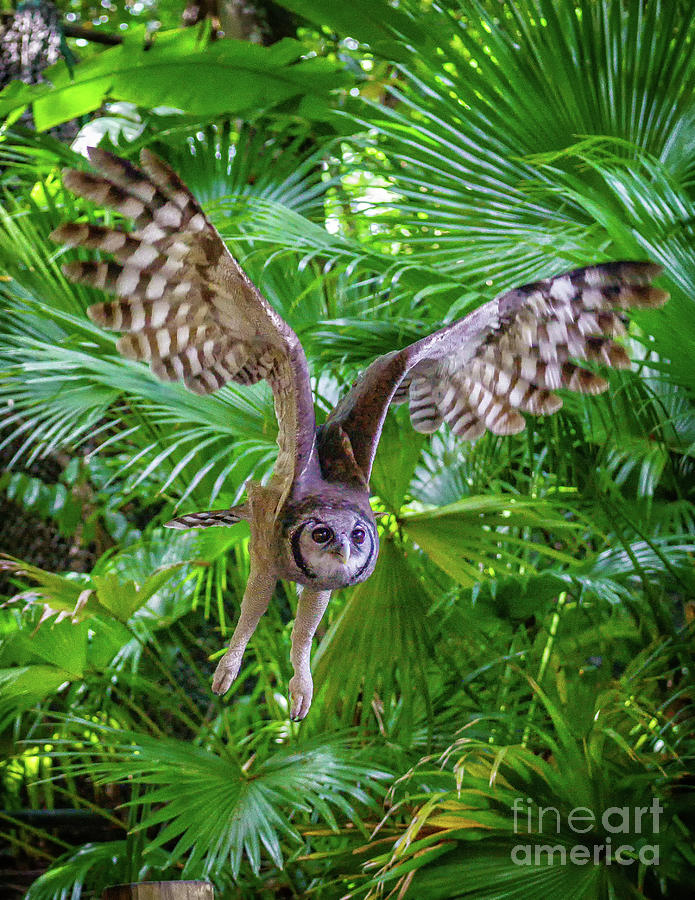 Owl in Flight Photograph by Nick Zelinsky Jr