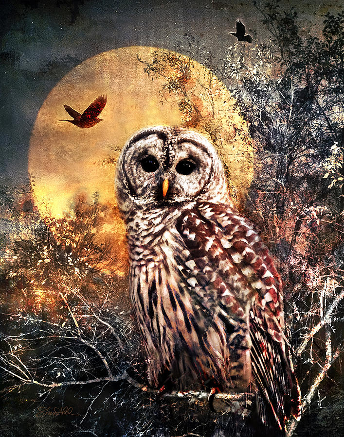 Owl in Moonlight Photograph by Shara Abel