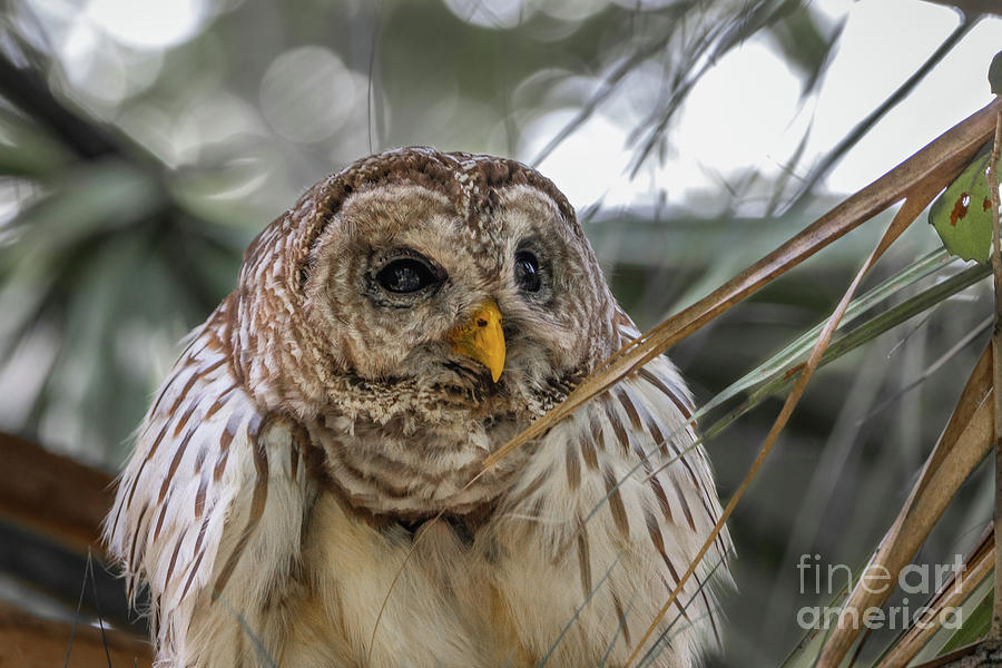 Owl in Palm Photograph by Tom Claud