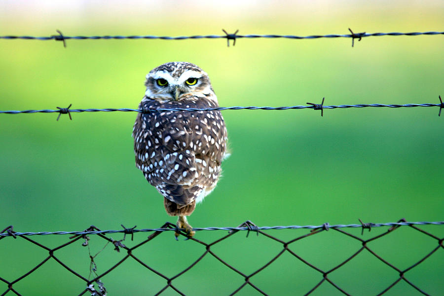 Owl in prision Photograph by Raquel Santana