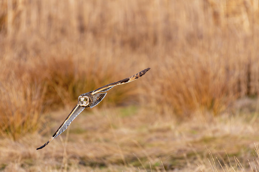 Owl in Skagit Flats Digital Art by Michael Lee
