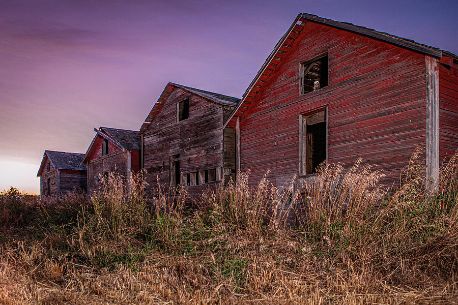 Owl in the barn Photograph by Canadart - Owl in the barn Photograph by Canadart -
