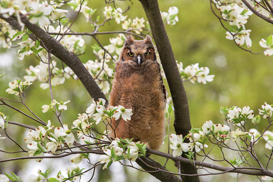 Owl in the Dogwood Photograph by Pamela Huff - Pixels