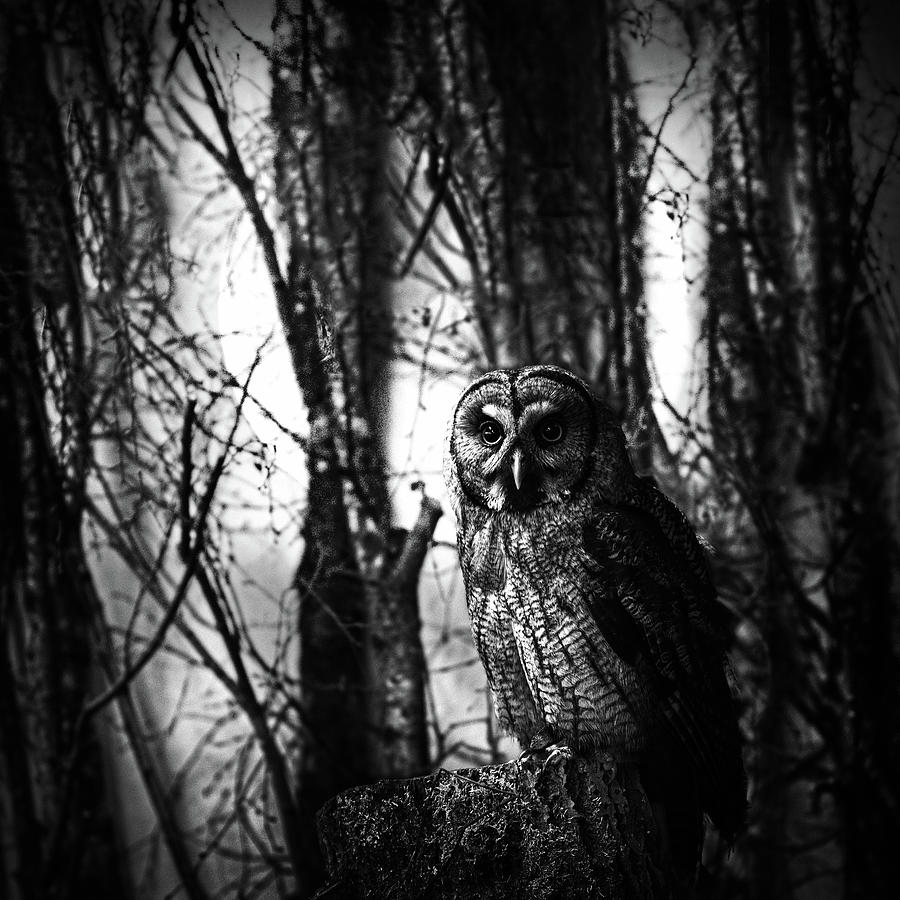 Owl in the Forest in Black and White Photograph by Debra and Dave Vanderlaan