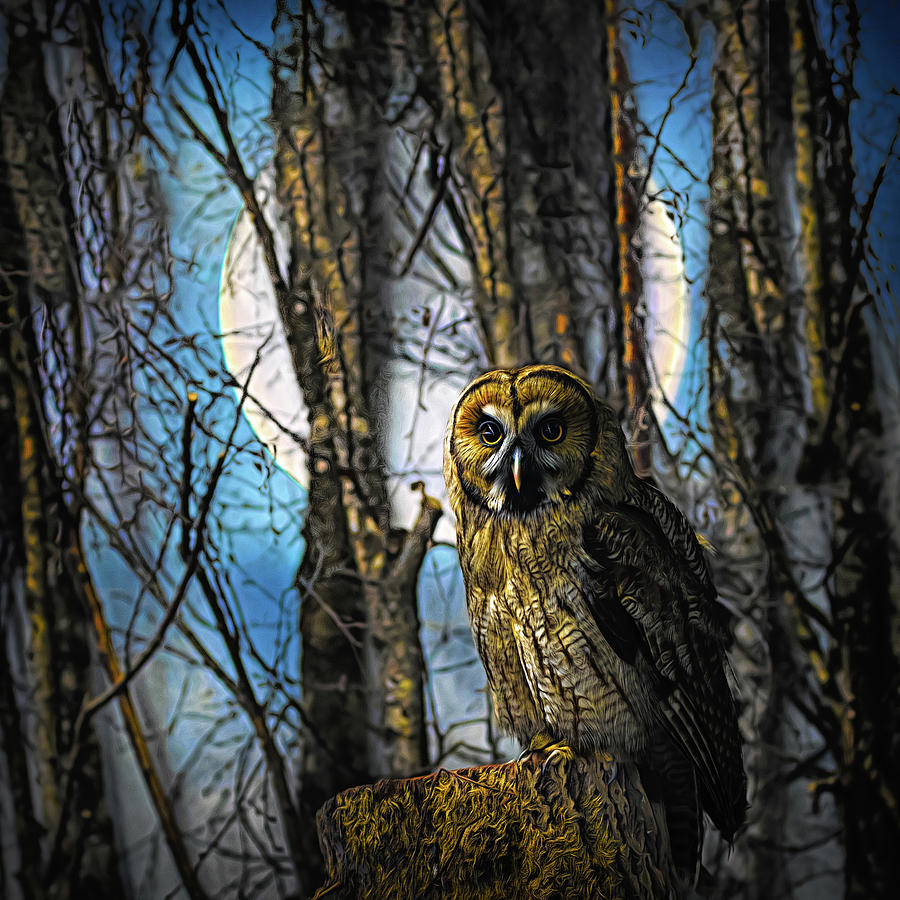 Owl in the Forest Painting Photograph by Debra and Dave Vanderlaan