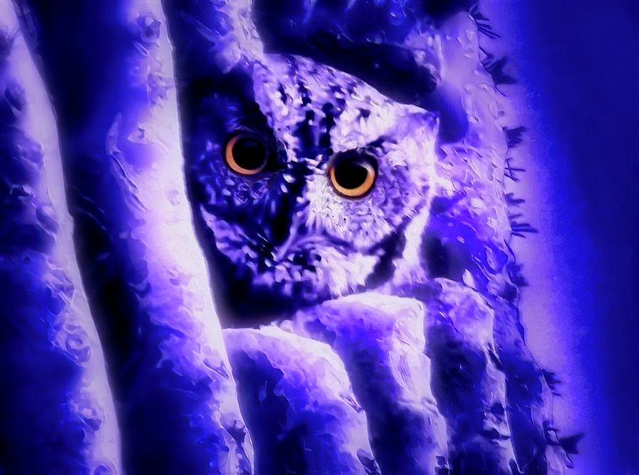 Owl in the Garden of the Ultraviolet Photograph by Judy Kennedy