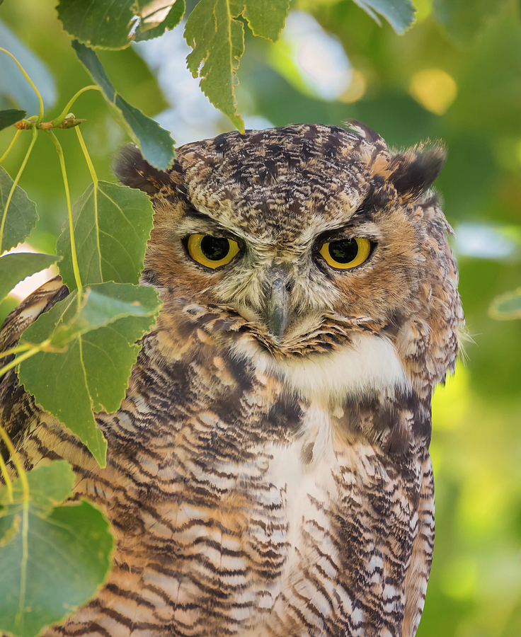 Owl in the Leaves Photograph by Loree Johnson