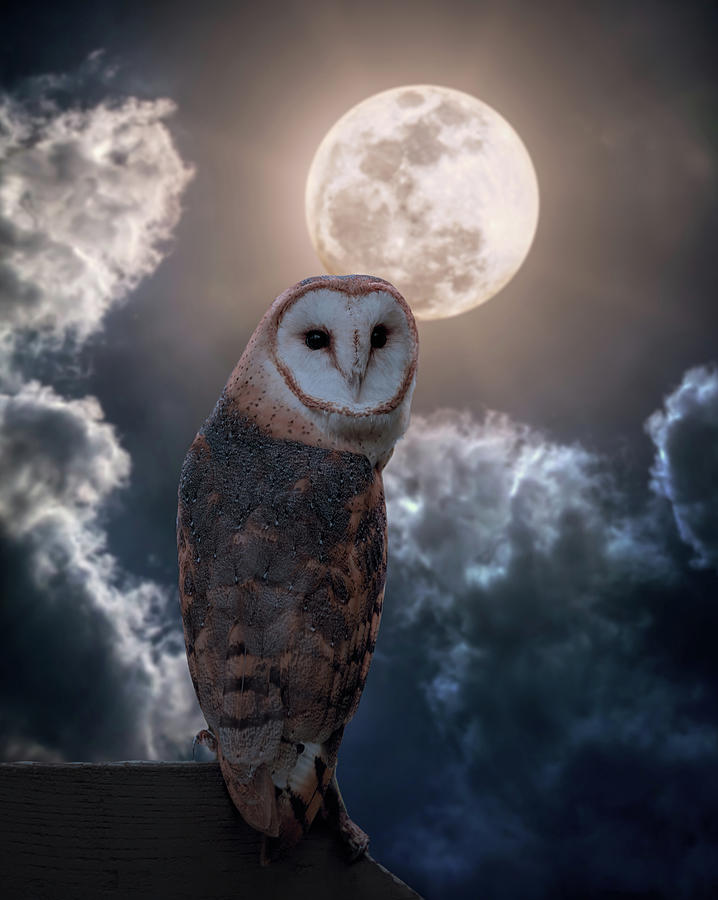 Owl in Moonlight Photograph by Martina Abreu