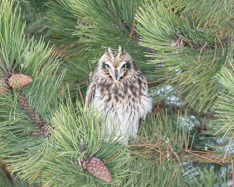 Owl In the Pine Photograph by CR Courson