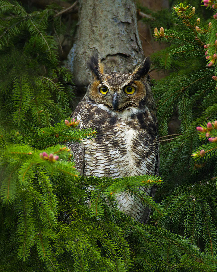 Owl in the Spruce Photograph by Timothy McIntyre