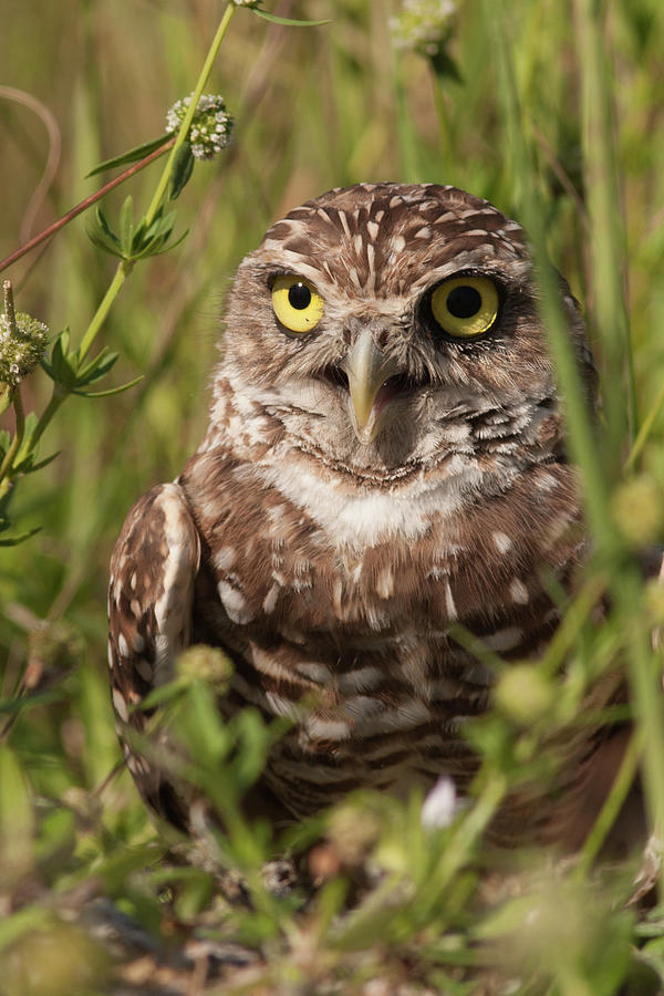 Owl in the Weeds Photograph by Paul Rebmann