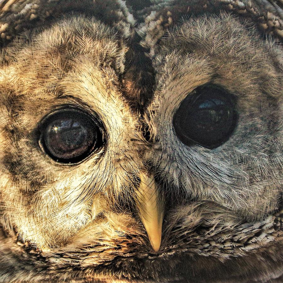 owl Photograph by John Linnemeyer