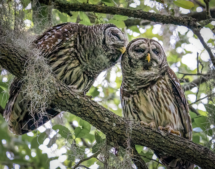 Owl Love  Photograph by Jim Miller