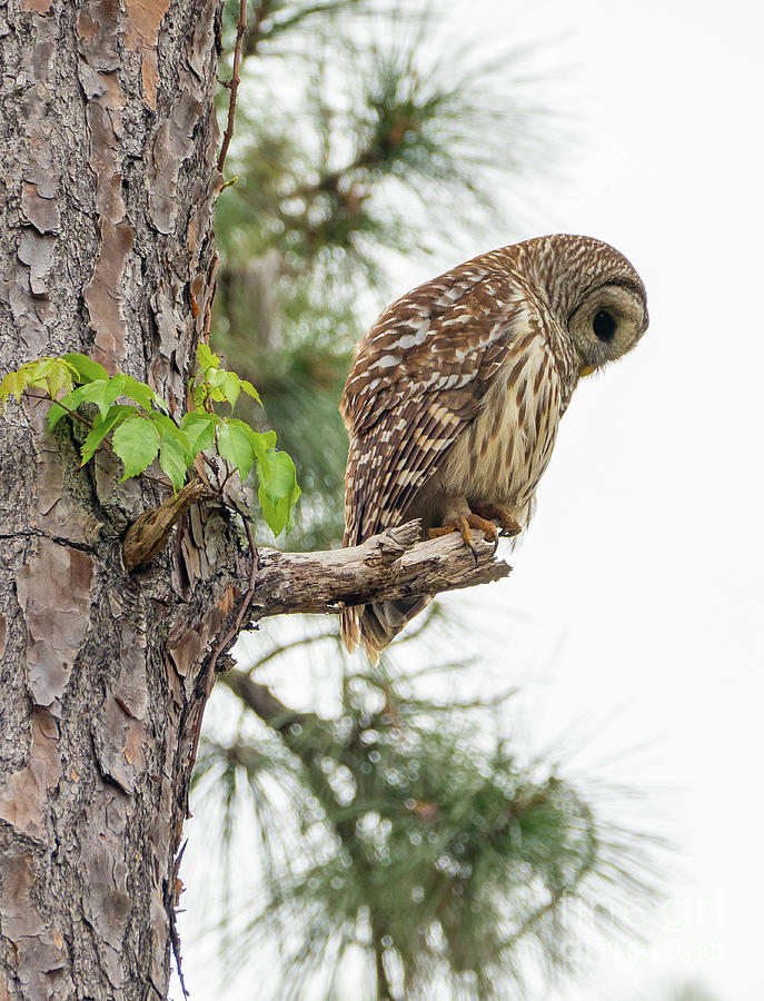 Owl Photograph by Neil Shapiro