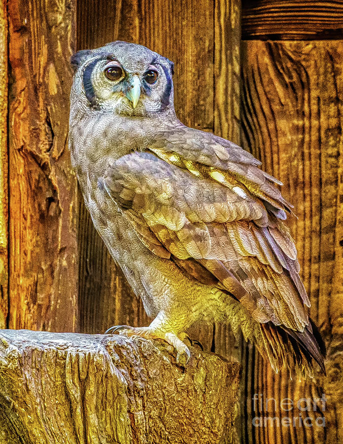 Owl Photograph by Nick Zelinsky Jr