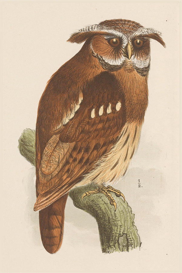 Owl on a branch, bubo lettii Drawing by Theo van Hoytema