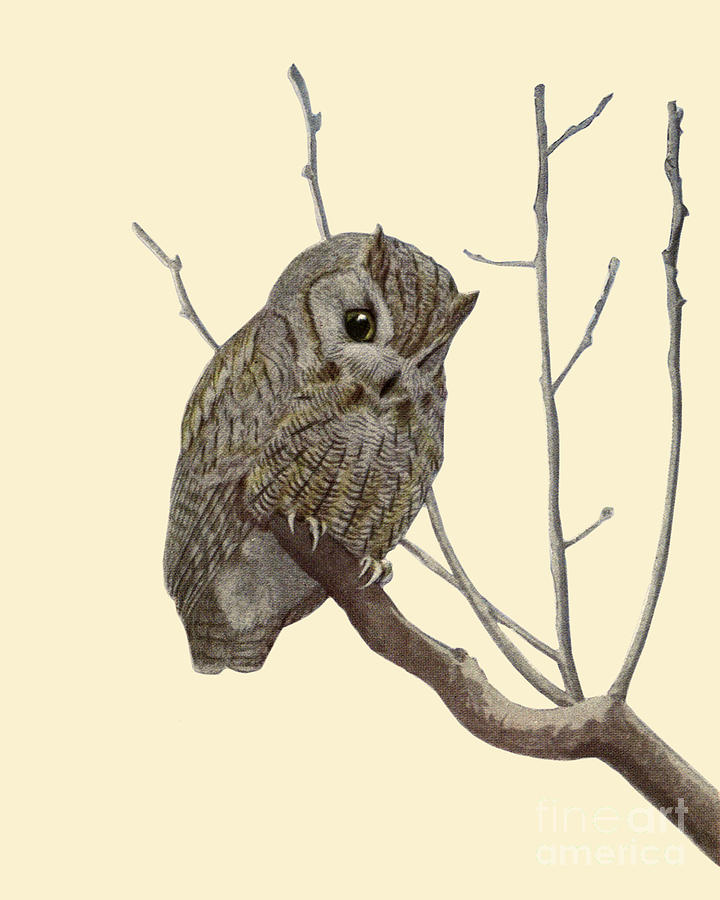 Owl Digital Art - Owl On A Branch by Madame Memento