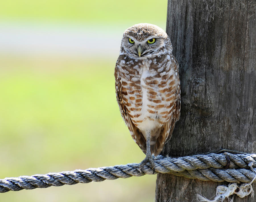 owl on a Rope 3 Photograph by Keith Lovejoy