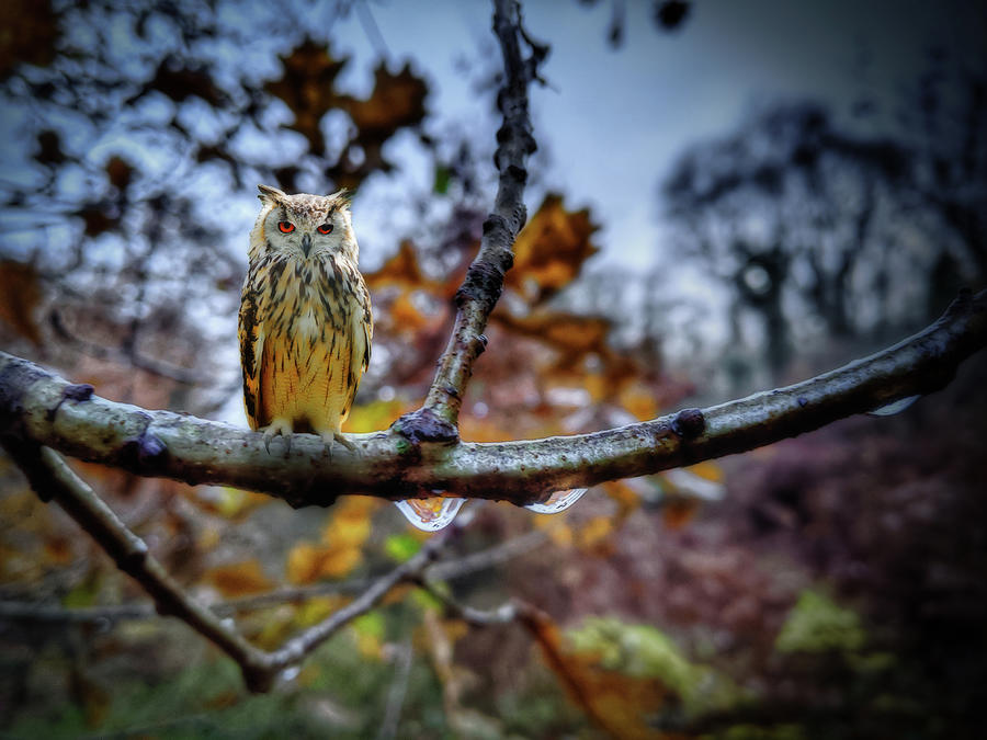 Owl on Branch Photograph by Alison Frank