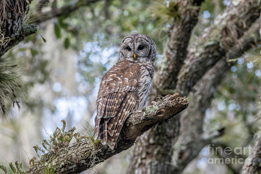 owl on branch photograph