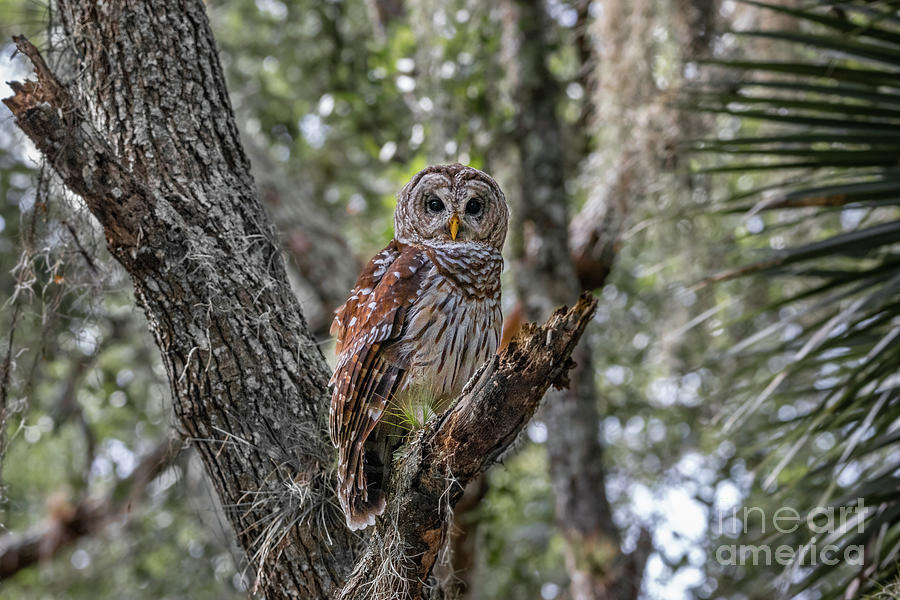 Owl on Broken Branch Photograph by Tom Claud